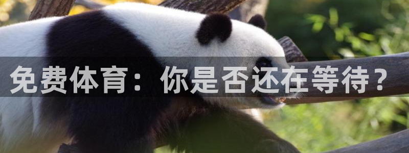 松鼠体育在线直播：免费体育：你是否还在等待？