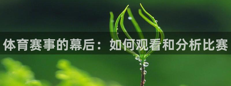松鼠网官方下载：体育赛事的幕后：如何观看和分析比赛
